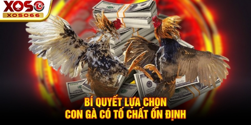 Bí quyết lựa chọn con gà có tố chất ổn định Bí quyết lựa chọn con gà có tố chất ổn định
