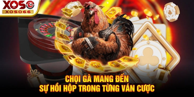 Chọi gà mang đến sự hồi hộp trong từng ván cược Chọi gà mang đến sự hồi hộp trong từng ván cược