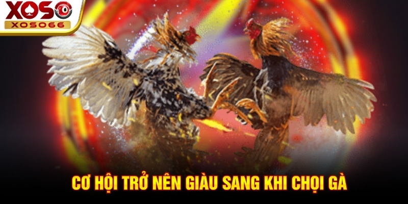Cơ hội trở nên giàu sang khi chọi gà Cơ hội trở nên giàu sang khi chọi gà