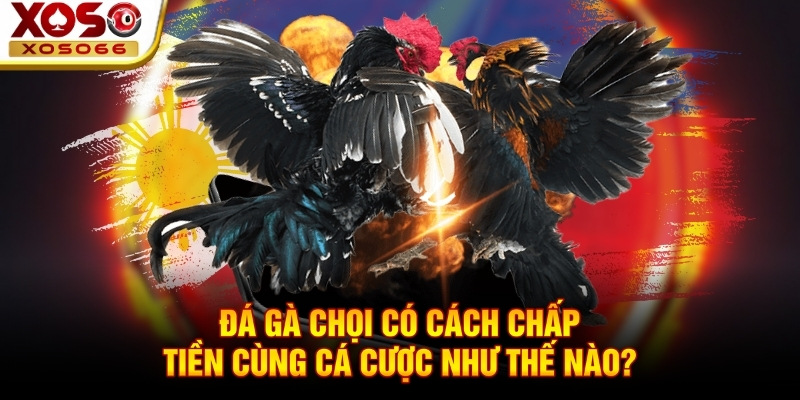 Đá gà chọi có cách chấp tiền cùng cá cược như thế nào? Đá gà chọi có cách chấp tiền cùng cá cược như thế nào?