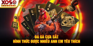 Đá gà cựa sắt - Hình thức được nhiều anh em yêu thích