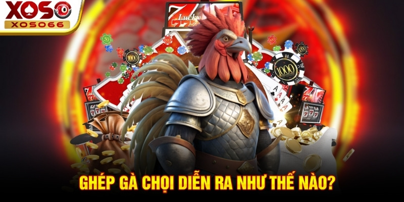 Ghép gà chọi diễn ra như thế nào? Ghép gà chọi diễn ra như thế nào?