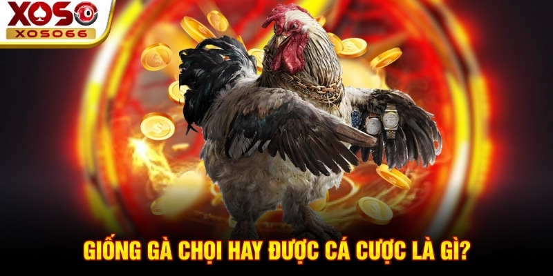 Giống gà chọi hay được cá cược là gì? Giống gà chọi hay được cá cược là gì?