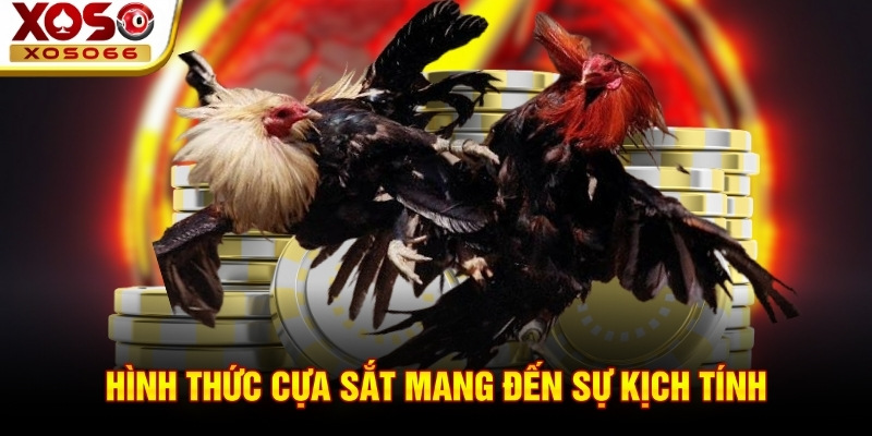 Hình thức cựa sắt mang đến sự kịch tính Hình thức cựa sắt mang đến sự kịch tính