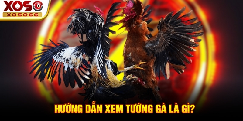 Hướng dẫn cách xem tướng gà qua ngoại hình Hướng dẫn cách xem tướng gà qua ngoại hình