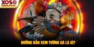 Hướng dẫn xem tướng gà là gì?