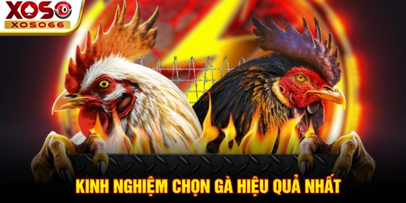Kinh nghiệm chọn gà hiệu quả nhất Kinh nghiệm chọn gà hiệu quả nhất