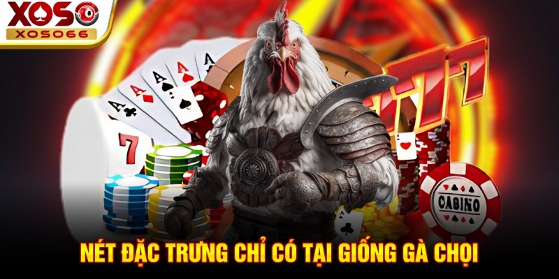 Nét đặc trưng chỉ có tại giống gà chọi Nét đặc trưng chỉ có tại giống gà chọi
