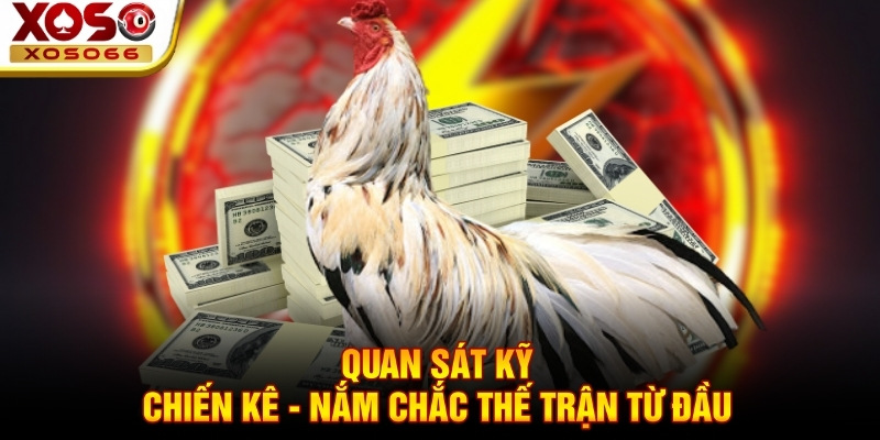 Quan sát kỹ chiến kê - Nắm chắc thế trận từ đầu Quan sát kỹ chiến kê - Nắm chắc thế trận từ đầu