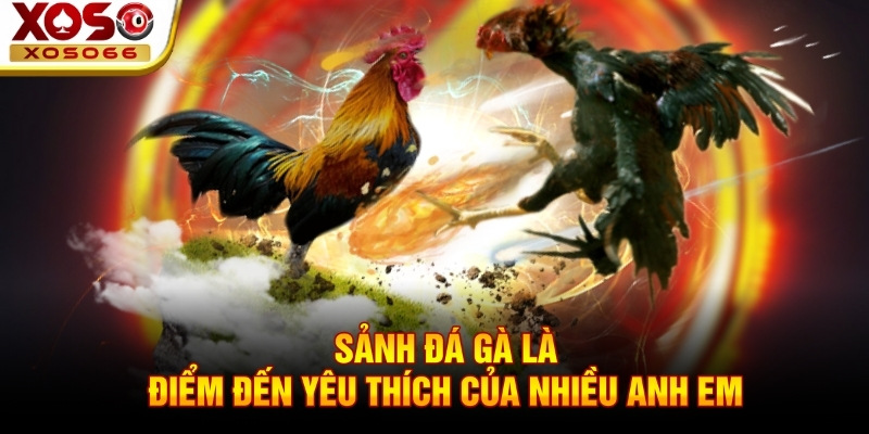 Sảnh đá gà là điểm đến yêu thích của nhiều anh em Sảnh đá gà là điểm đến yêu thích của nhiều anh em