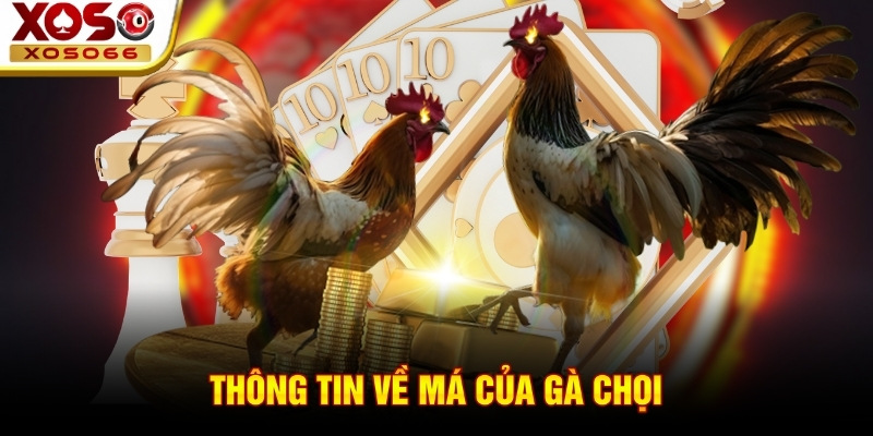 Thông tin về má của gà chọi Thông tin về má của gà chọi