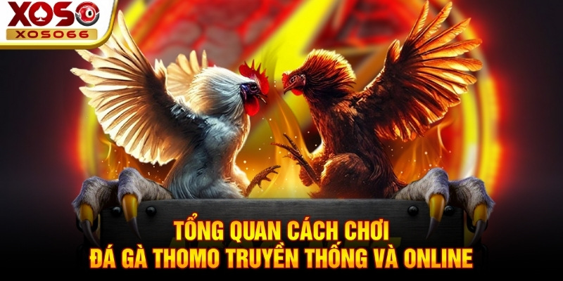Tổng quan cách chơi đá gà thomo truyền thống và online Tổng quan cách chơi đá gà thomo truyền thống và online