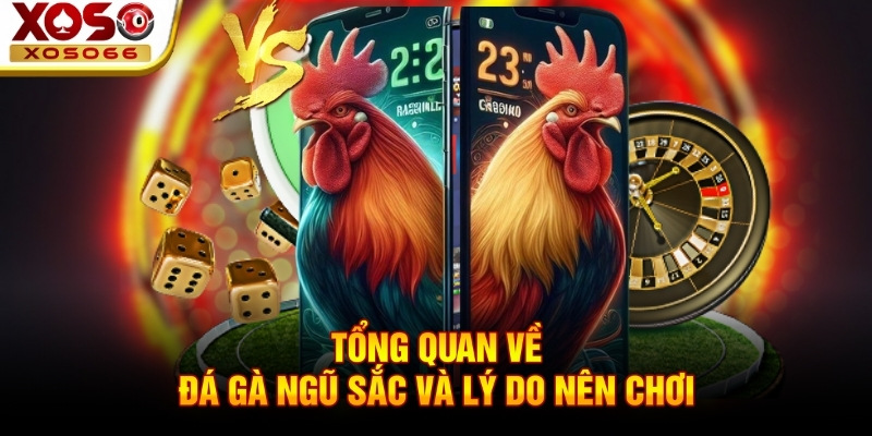 Tổng quan về đá gà ngũ sắc và lý do nên chơi Tổng quan về đá gà ngũ sắc và lý do nên chơi