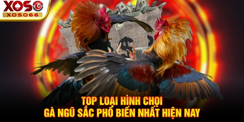 Top loại hình chọi gà ngũ sắc phổ biến nhất hiện nay Top loại hình chọi gà ngũ sắc phổ biến nhất hiện nay