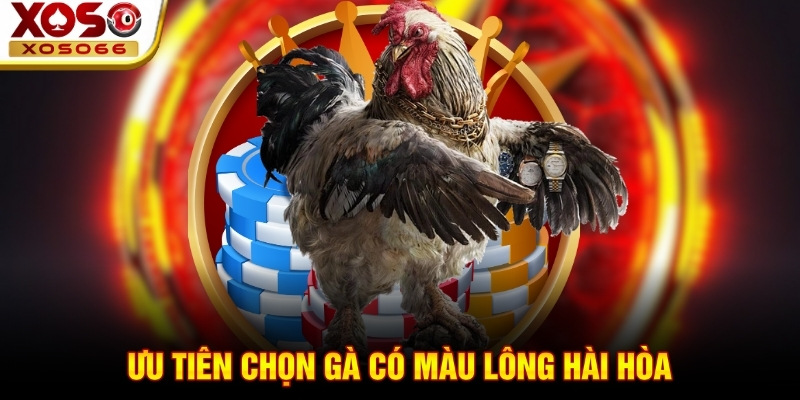 Ưu tiên chọn gà có màu lông hài hòa Ưu tiên chọn gà có màu lông hài hòa