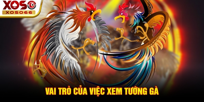 Vai trò của việc xem tướng gà Vai trò của việc xem tướng gà